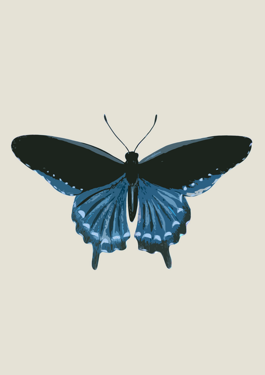 Borboleta Azul