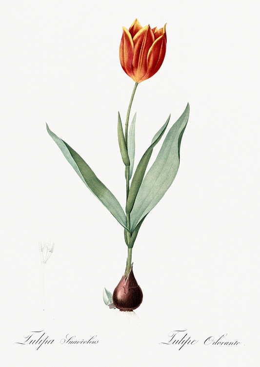 Tulipa II