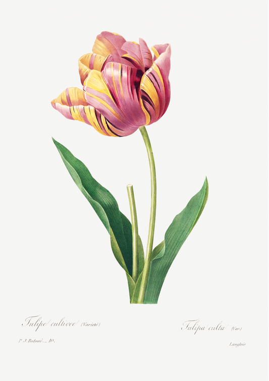 Tulipa