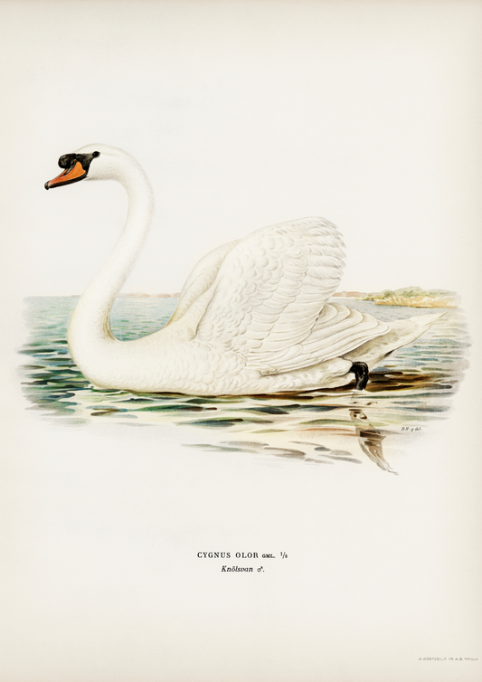 Swan