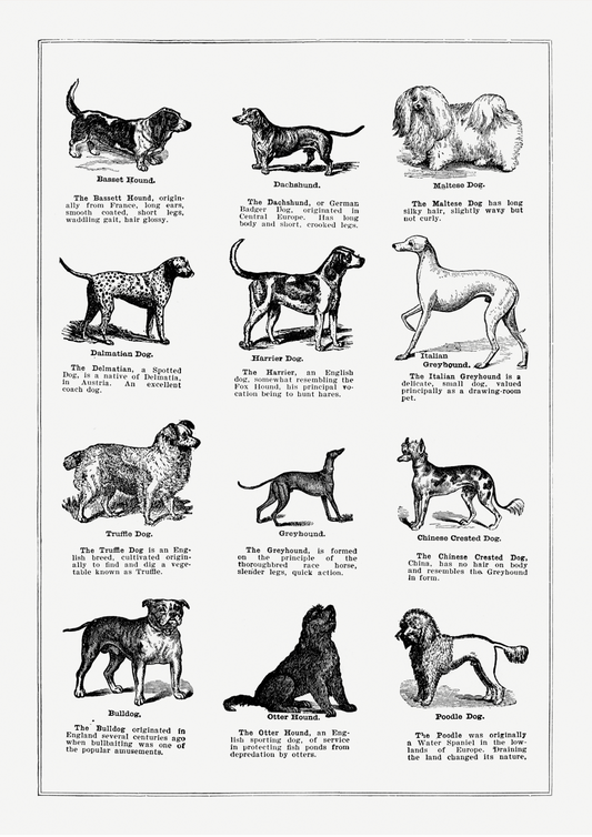 Vintage Dogs - LARTESTUDIO